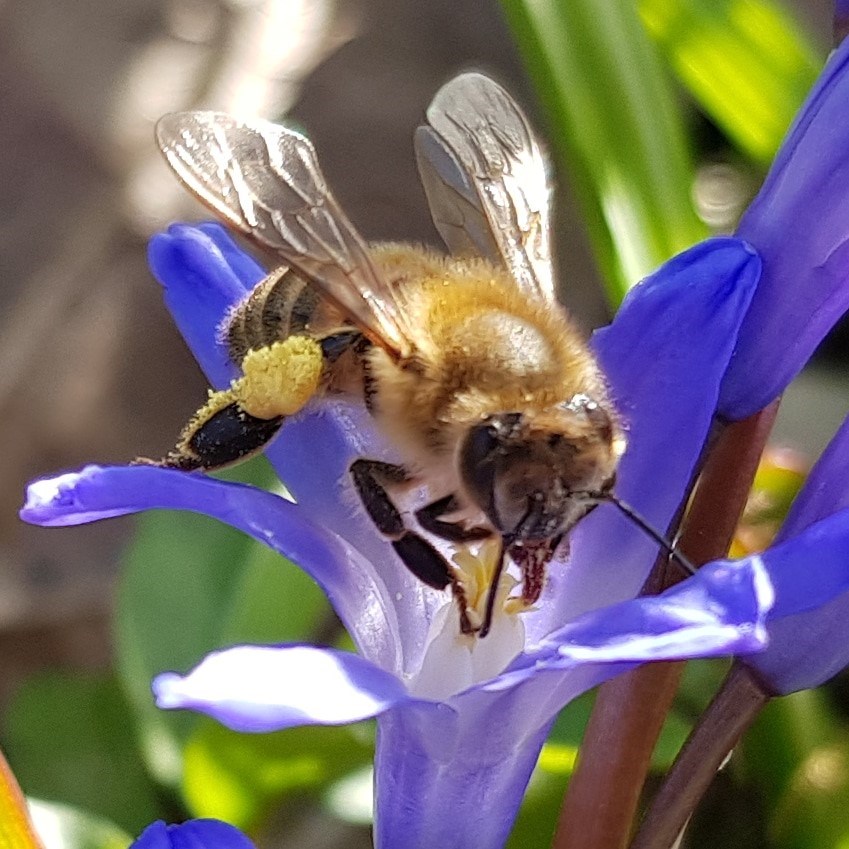 Bi indsamler pollen